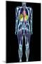 Full Body Scan, MRI Scan-Volker Steger-Mounted Photographic Print