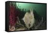 Full Body View of a Broadclub Cuttlefish Amongst a Reef-Stocktrek Images-Framed Stretched Canvas