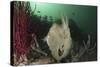 Full Body View of a Broadclub Cuttlefish Amongst a Reef-Stocktrek Images-Stretched Canvas