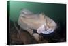 Full Body View of a Broadclub Cuttlefish Amongst a Reef-Stocktrek Images-Stretched Canvas