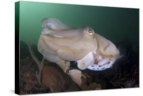 Full Body View of a Broadclub Cuttlefish Amongst a Reef-Stocktrek Images-Stretched Canvas