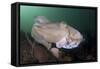 Full Body View of a Broadclub Cuttlefish Amongst a Reef-Stocktrek Images-Framed Stretched Canvas