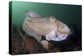 Full Body View of a Broadclub Cuttlefish Amongst a Reef-Stocktrek Images-Stretched Canvas