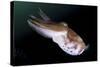 Full Body View of a Broadclub Cuttlefish Amongst a Reef-Stocktrek Images-Stretched Canvas