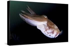 Full Body View of a Broadclub Cuttlefish Amongst a Reef-Stocktrek Images-Stretched Canvas