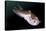 Full Body View of a Broadclub Cuttlefish Amongst a Reef-Stocktrek Images-Stretched Canvas