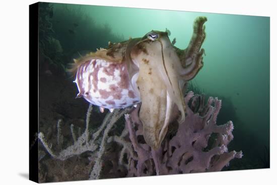 Full Body View of a Broadclub Cuttlefish Amongst a Reef-Stocktrek Images-Stretched Canvas