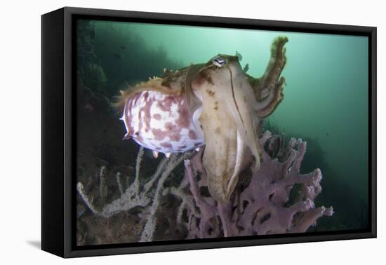 Full Body View of a Broadclub Cuttlefish Amongst a Reef-Stocktrek Images-Framed Stretched Canvas