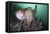 Full Body View of a Broadclub Cuttlefish Amongst a Reef-Stocktrek Images-Framed Stretched Canvas