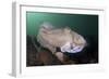 Full Body View of a Broadclub Cuttlefish Amongst a Reef-Stocktrek Images-Framed Photographic Print