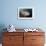 Full Body View of a Broadclub Cuttlefish Amongst a Reef-Stocktrek Images-Framed Photographic Print displayed on a wall