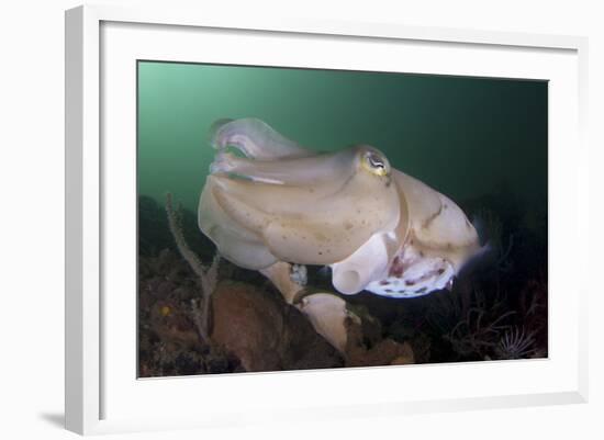 Full Body View of a Broadclub Cuttlefish Amongst a Reef-Stocktrek Images-Framed Photographic Print