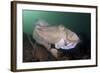 Full Body View of a Broadclub Cuttlefish Amongst a Reef-Stocktrek Images-Framed Photographic Print