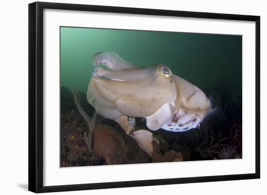 Full Body View of a Broadclub Cuttlefish Amongst a Reef-Stocktrek Images-Framed Photographic Print