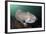 Full Body View of a Broadclub Cuttlefish Amongst a Reef-Stocktrek Images-Framed Photographic Print