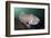 Full Body View of a Broadclub Cuttlefish Amongst a Reef-Stocktrek Images-Framed Photographic Print