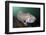 Full Body View of a Broadclub Cuttlefish Amongst a Reef-Stocktrek Images-Framed Photographic Print