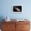 Full Body View of a Broadclub Cuttlefish Amongst a Reef-Stocktrek Images-Framed Photographic Print displayed on a wall