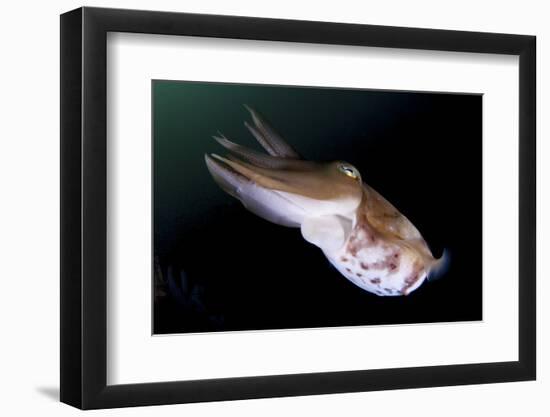 Full Body View of a Broadclub Cuttlefish Amongst a Reef-Stocktrek Images-Framed Photographic Print