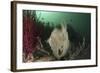 Full Body View of a Broadclub Cuttlefish Amongst a Reef-Stocktrek Images-Framed Photographic Print