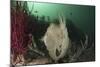 Full Body View of a Broadclub Cuttlefish Amongst a Reef-Stocktrek Images-Mounted Photographic Print