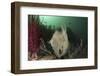 Full Body View of a Broadclub Cuttlefish Amongst a Reef-Stocktrek Images-Framed Photographic Print