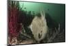 Full Body View of a Broadclub Cuttlefish Amongst a Reef-Stocktrek Images-Mounted Photographic Print