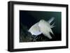 Full Body View of a Broadclub Cuttlefish Amongst a Reef-Stocktrek Images-Framed Photographic Print