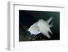 Full Body View of a Broadclub Cuttlefish Amongst a Reef-Stocktrek Images-Framed Photographic Print