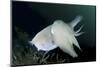 Full Body View of a Broadclub Cuttlefish Amongst a Reef-Stocktrek Images-Mounted Photographic Print