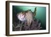 Full Body View of a Broadclub Cuttlefish Amongst a Reef-Stocktrek Images-Framed Photographic Print