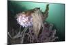 Full Body View of a Broadclub Cuttlefish Amongst a Reef-Stocktrek Images-Mounted Photographic Print