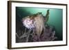 Full Body View of a Broadclub Cuttlefish Amongst a Reef-Stocktrek Images-Framed Photographic Print