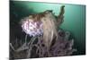 Full Body View of a Broadclub Cuttlefish Amongst a Reef-Stocktrek Images-Mounted Photographic Print