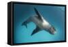 Full Body View of a Leopard Seal, Astrolabe Island, Antarctica-null-Framed Stretched Canvas
