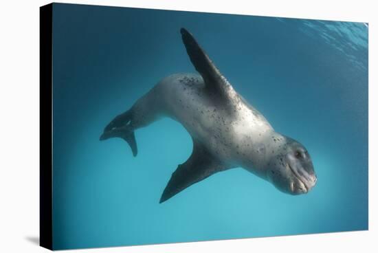 Full Body View of a Leopard Seal, Astrolabe Island, Antarctica-null-Stretched Canvas