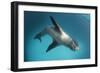 Full Body View of a Leopard Seal, Astrolabe Island, Antarctica-null-Framed Photographic Print