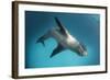 Full Body View of a Leopard Seal, Astrolabe Island, Antarctica-null-Framed Photographic Print