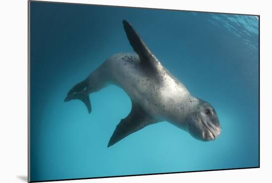 Full Body View of a Leopard Seal, Astrolabe Island, Antarctica-null-Mounted Photographic Print