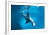 Full Body View of a Leopard Seal, Astrolabe Island, Antarctica-null-Framed Photographic Print