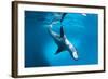 Full Body View of a Leopard Seal, Astrolabe Island, Antarctica-null-Framed Photographic Print