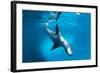 Full Body View of a Leopard Seal, Astrolabe Island, Antarctica-null-Framed Photographic Print