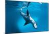 Full Body View of a Leopard Seal, Astrolabe Island, Antarctica-null-Mounted Photographic Print