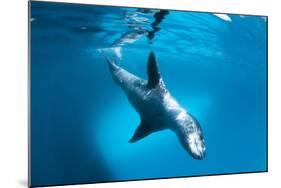 Full Body View of a Leopard Seal, Astrolabe Island, Antarctica-null-Mounted Photographic Print