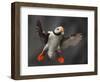 Full Flaps !-Alfred Forns-Framed Photographic Print