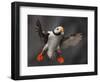 Full Flaps !-Alfred Forns-Framed Photographic Print