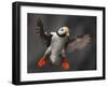 Full Flaps !-Alfred Forns-Framed Photographic Print