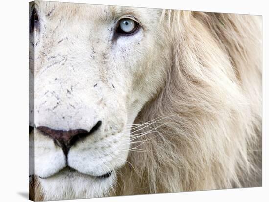 Full Frame Close Up Portrait of a Male White Lion with Blue Eyes.  South Africa.-Karine Aigner-Stretched Canvas