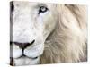 Full Frame Close Up Portrait of a Male White Lion with Blue Eyes.  South Africa.-Karine Aigner-Stretched Canvas