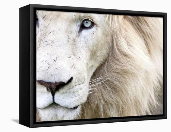 Full Frame Close Up Portrait of a Male White Lion with Blue Eyes.  South Africa.-Karine Aigner-Framed Stretched Canvas